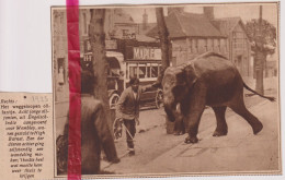 High Barnet - Olifant Op De Vlucht , Elephant - Orig. Knipsel Coupure Tijdschrift Magazine - 1925 - Non Classés