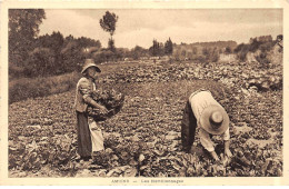 AMIENS - Les Hortillonages - Très Bon état - Amiens