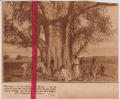 Tanganyka Territory - Boom Arbre Boabab - Orig. Knipsel Coupure Tijdschrift Magazine - 1926 - Non Classés