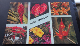 Flore Tropicale - Iris Export, Maquette P. Mora - Altri & Non Classificati