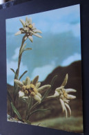 Alpenflora - Leontopodium Alpinum - Edelweiss - Rudolf Mathis, Silvrettaverlag, Landeck - Andere & Zonder Classificatie