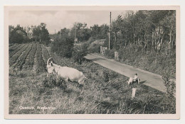 26- Prentbriefkaart Ouddorp 1954 - Westerweg - Sonstige & Ohne Zuordnung