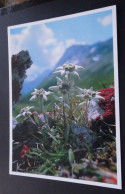 Edelweiss - Leontopodium Alpinum - "Ländle" Verlag, Wolfurt - Other & Unclassified