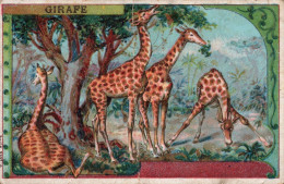 Chicorée Arlatte Girafe - Andere & Zonder Classificatie