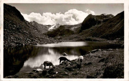 Bergseeli Am Flüelapass (670) - Davos