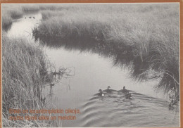 PÁJARO Animales Vintage Tarjeta Postal CPSM #PAN303.A - Pájaros