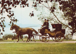 HORSE Animals Vintage Postcard CPSM #PBR894.A - Paarden