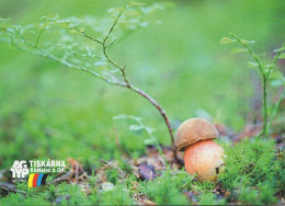 Boletus, Mushrooms, Printing Company AG TYP, Czech Rep., 2020, 90 X 65 Mm - Small : 2001-...