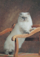 GATTO KITTY Animale Vintage Cartolina CPSM #PBQ940.A - Chats