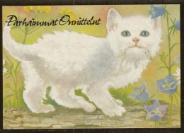 GATTO KITTY Animale Vintage Cartolina CPSM #PBQ825.A - Cats