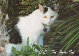 GATTO KITTY Animale Vintage Cartolina CPSM #PBQ740.A - Katten