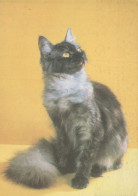 GATO GATITO Animales Vintage Tarjeta Postal CPSM #PBQ724.A - Katzen