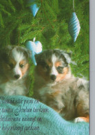PERRO Animales Vintage Tarjeta Postal CPSM #PBQ494.A - Dogs