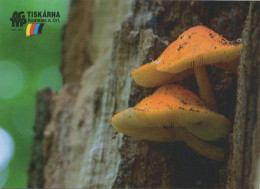 Flammulina Velutipes, Mushrooms, Printing Company AG TYP, Czech Rep., 2020, 90 X 65 Mm - Tamaño Pequeño : 2001-...