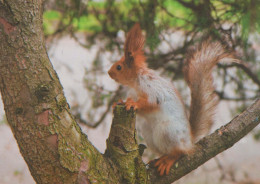 SQUIRREL Animals Vintage Postcard CPSM #PBS685.A - Andere & Zonder Classificatie