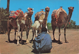 MAROC TYPIQUE . Groupe De Chameaux . - Autres & Non Classés