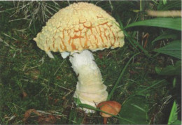 Amanita Muscaria, Mushrooms, Czech Rep., 2018, 90 X 60 Mm - Petit Format : 2001-...