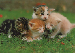 GATTO KITTY Animale Vintage Cartolina CPSM #PAM526.IT - Cats