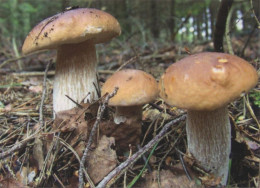 Boletus Edulis, Mushrooms, Czech Rep., 2023, 90 X 60 Mm - Tamaño Pequeño : 2001-...