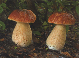 Boletus Reticulatus, Mushrooms, Czech Rep., 2020, 90 X 65 Mm - Tamaño Pequeño : 2001-...