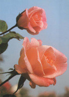 FLOWERS Vintage Postcard CPSM #PAS129.GB - Flowers