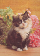 CAT KITTY Animals Vintage Postcard CPSM #PAM522.GB - Katzen