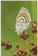 FARFALLA Animale Vintage Cartolina CPSM #PBS448.IT - Mariposas