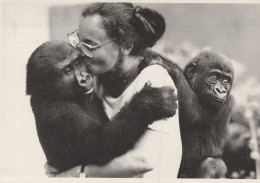 SINGE Animaux Vintage Carte Postale CPSM #PAN987.FR - Singes