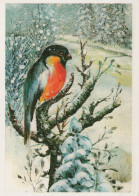 OISEAU Animaux Vintage Carte Postale CPSM #PAN029.FR - Vögel