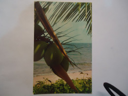 VIRGIN ISLANDS  POSTCARDS  FRUITS PALM TREES AND COCONUTS - Altri & Non Classificati