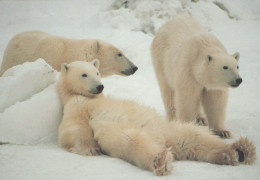 BEAR Animals Vintage Postcard CPSM #PBS132.GB - Bären