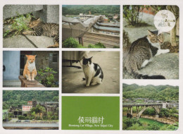 CAT KITTY Animals Vintage Postcard CPSM #PBQ750.GB - Katzen