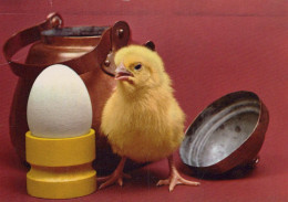 EASTER CHICKEN EGG Vintage Postcard CPSM #PBP083.GB - Pasen