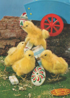 EASTER CHICKEN EGG Vintage Postcard CPSM #PBO830.GB - Pasen