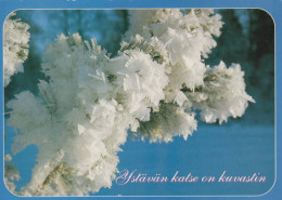 FLEURS Vintage Carte Postale CPSM #PBZ538.FR - Flowers