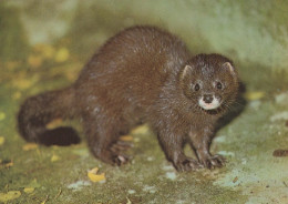 LOUTRE Animaux Vintage Carte Postale CPSM #PBS907.FR - Sonstige & Ohne Zuordnung