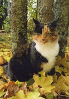 CHAT CHAT Animaux Vintage Carte Postale CPSM #PBQ814.FR - Gatos