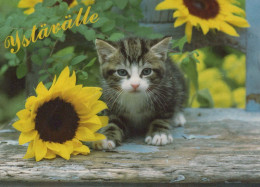 CHAT CHAT Animaux Vintage Carte Postale CPSM #PBQ936.FR - Gatos