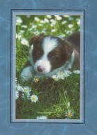 HUND Tier Vintage Ansichtskarte Postkarte CPSM #PAN464.DE - Cani