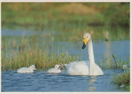 VOGEL Tier Vintage Ansichtskarte Postkarte CPSM #PAM720.DE - Birds
