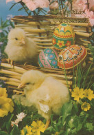 PASCUA POLLO HUEVO Vintage Tarjeta Postal CPSM #PBP206.ES - Easter