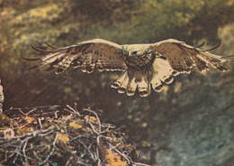 VOGEL Tier Vintage Ansichtskarte Postkarte CPSM #PBR721.DE - Pájaros