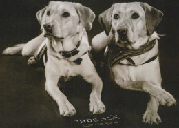 HUND Tier Vintage Ansichtskarte Postkarte CPSM #PBQ421.DE - Hunde