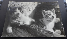 Foto Norbert Bezdek - Venkovska Kot'atka - Nakladatelstvi Pressfoto - Photographs