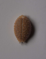 Cypraea Nucleus - Conchiglie