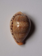 Cypraea Hungerfordi - Coquillages