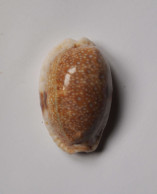 Cypraea Erosa Chlorizans - Conchiglie