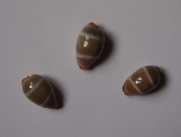 Cypraea Lutea X3 - Coquillages