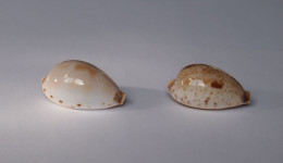 Cypraea Pulchella X2 - Schelpen