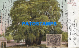 181317 MEXICO OAXACA TREE ARBOL DEL TULE CIRCULATED TO ARGENTINA POSTAL POSTCARD - Mexique